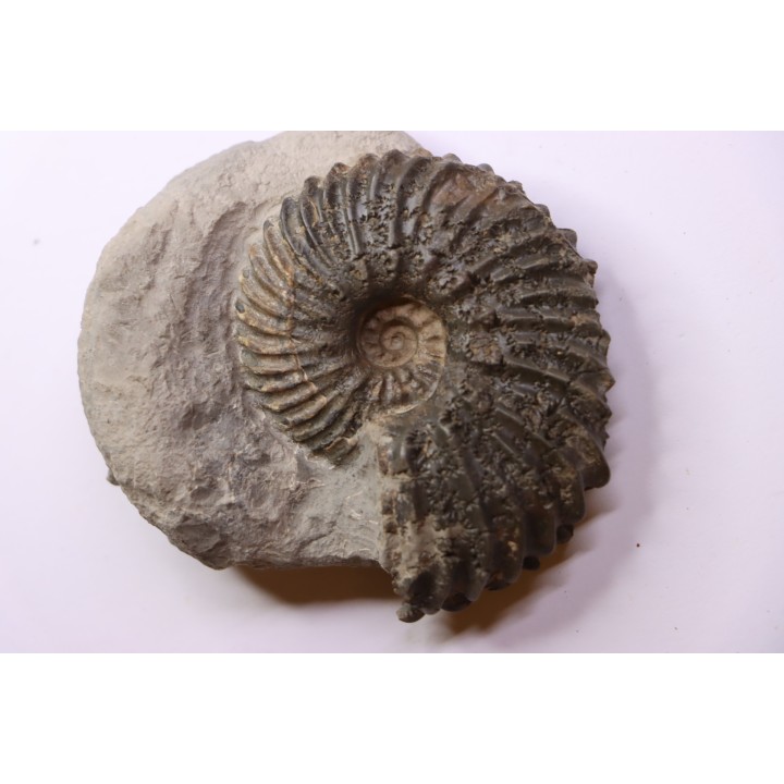 Hoplites dentatus - albien moyen - ancienne carrière Courcelles - France