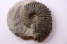 Hoplites dentatus - middle albian - courcelles quarry - Troyes - France