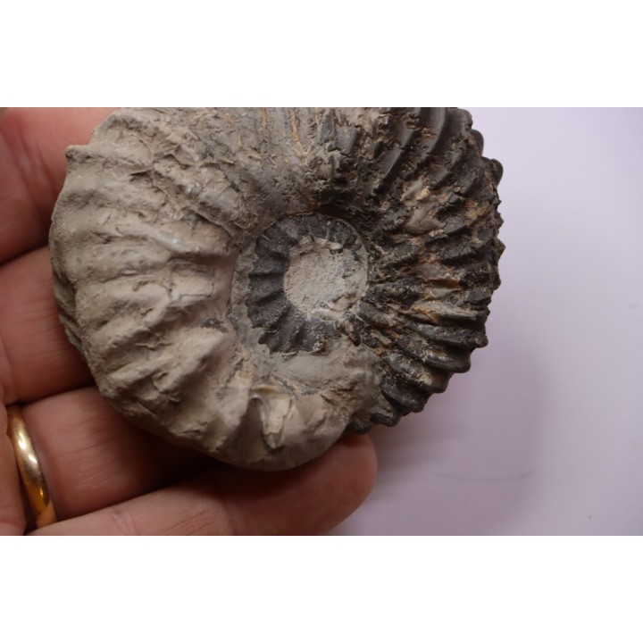 Hoplites dentatus - albien moyen - ancienne carrière Courcelles - France