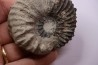 Hoplites dentatus - albien moyen - ancienne carrière Courcelles - France