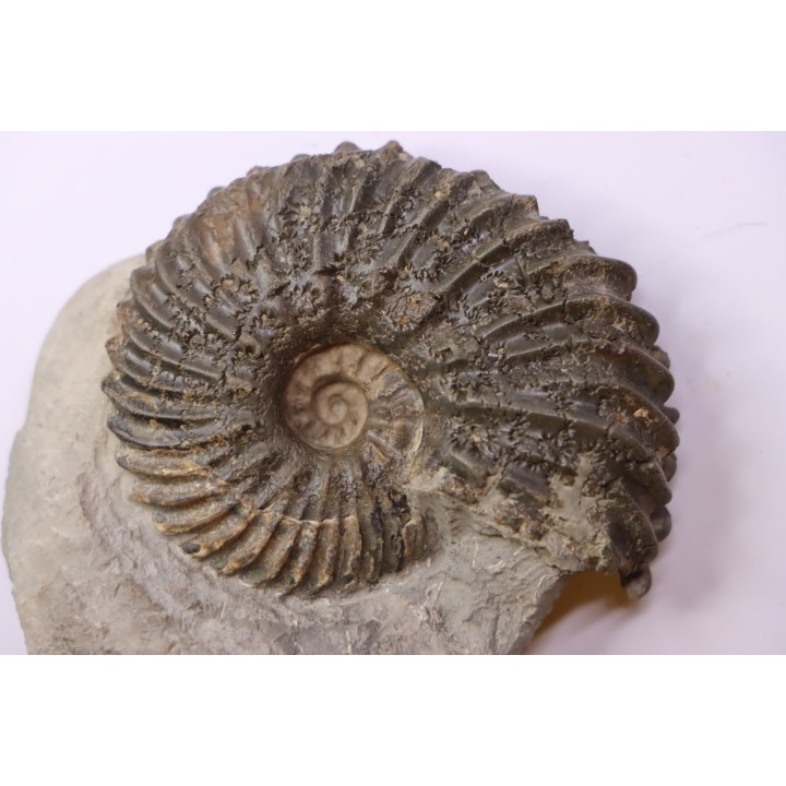 Hoplites dentatus - middle albian - courcelles quarry - Troyes - France