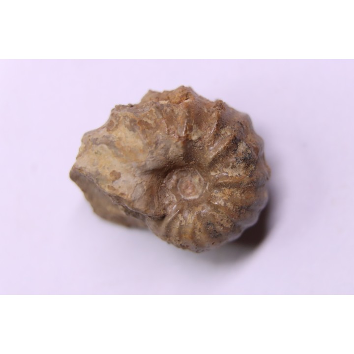 RARE salaziceras salazacense - Albien - Penzesgyor, Hongrie