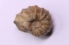 RARE salaziceras salazacense - Albien - Penzesgyor, Hongrie