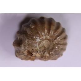 RARE salaziceras salazacense - Albien - Penzesgyor, Hongrie