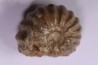 rare salaziceras salazacense - Albian  - Penzesgyor, HUNGARY