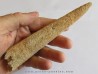 fish rostral: XIPHIORHYNCHUS PRISCUS