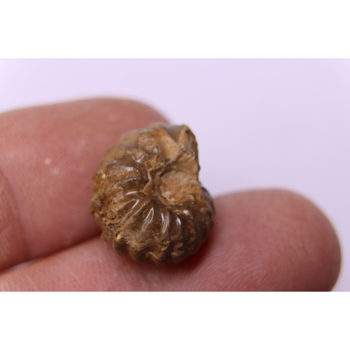 rare salaziceras salazacense - Albian  - Penzesgyor, HUNGARY