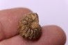 rare salaziceras salazacense - Albian  - Penzesgyor, HUNGARY
