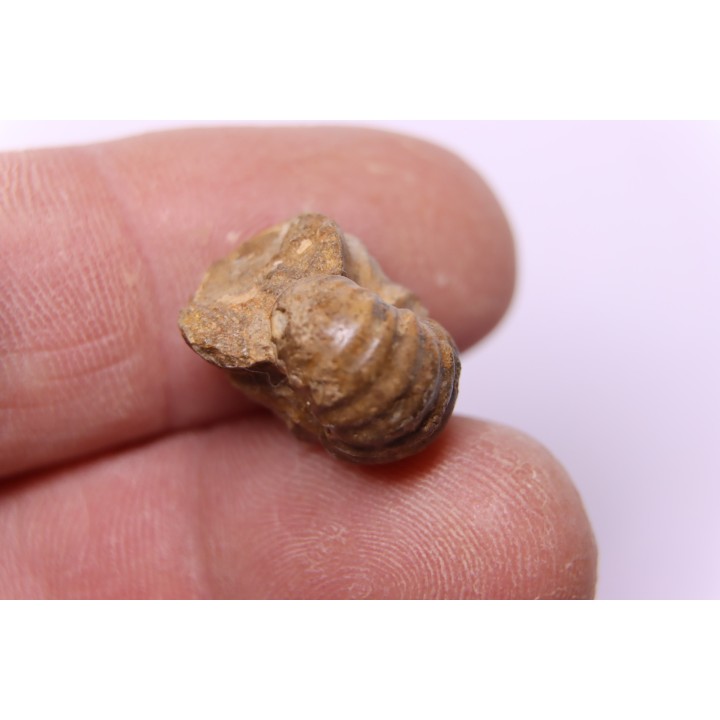 RARE salaziceras salazacense - Albien - Penzesgyor, Hongrie