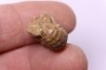 RARE salaziceras salazacense - Albien - Penzesgyor, Hongrie