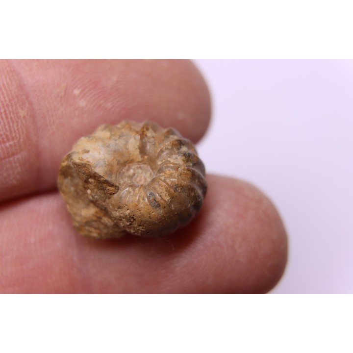 rare salaziceras salazacense - Albian  - Penzesgyor, HUNGARY