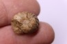rare salaziceras salazacense - Albian  - Penzesgyor, HUNGARY