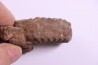 Juvenites septentrionalis lower triassic Thaynes formation Elko county, Nevada, USA