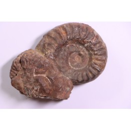 Juvenites septentrionalis  lower triassic  Thaynes formation  Elko county, Nevada, USA
