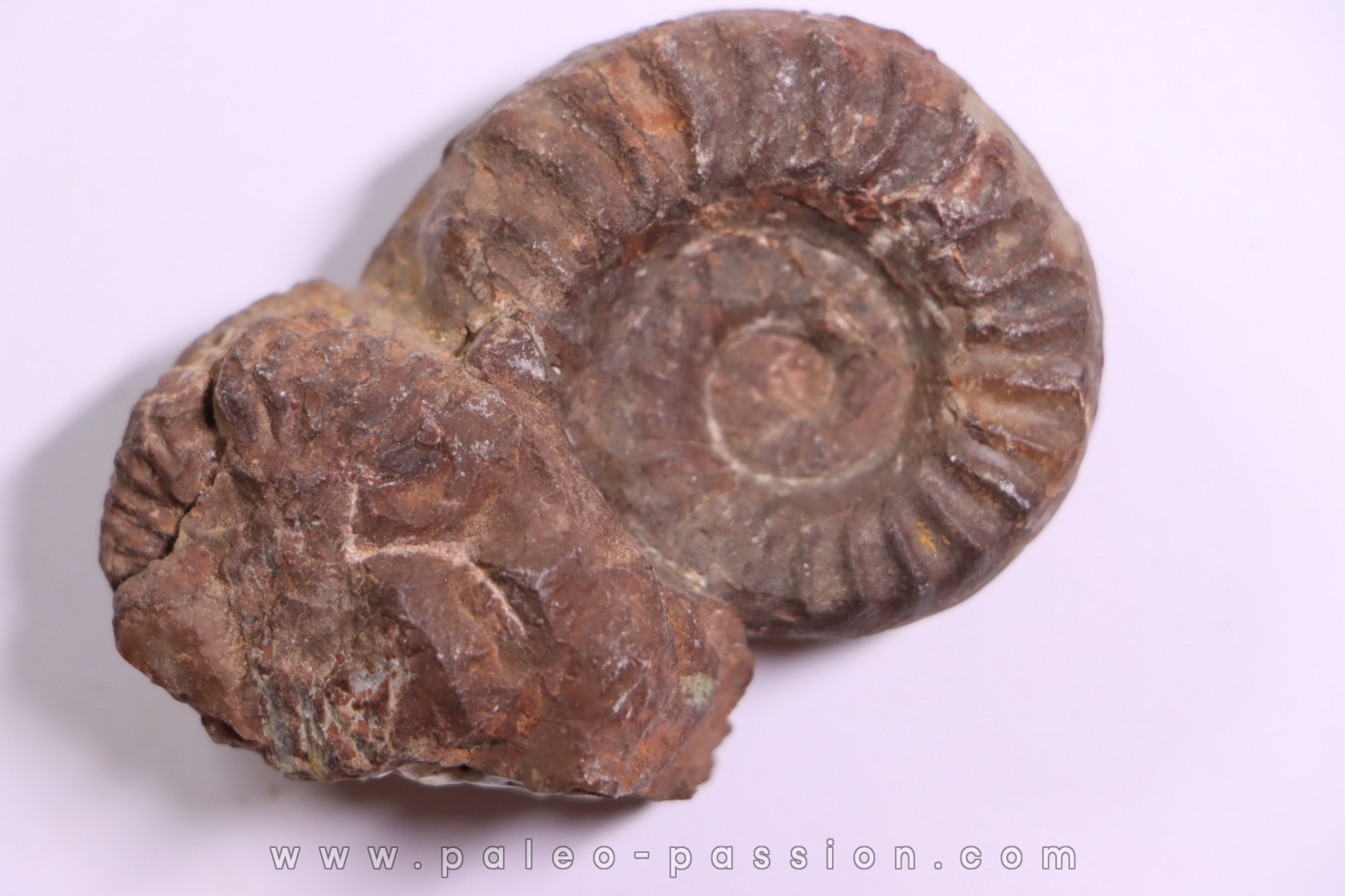 Juvenites septentrionalis lower triassic Thaynes formation Elko county, Nevada, USA
