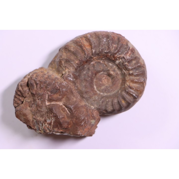 Juvenites septentrionalis  lower triassic  Thaynes formation  Elko county, Nevada, USA