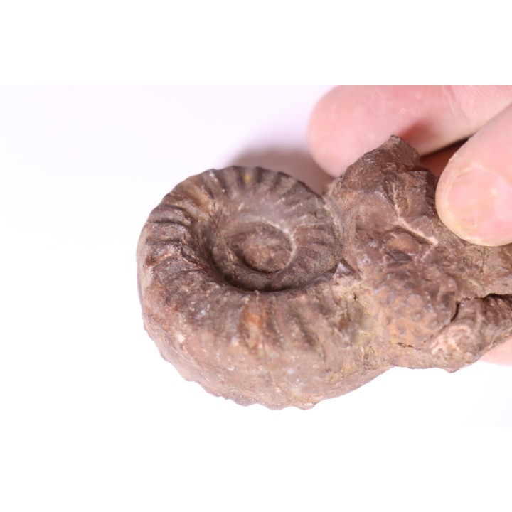 Juvenites septentrionalis  trias inférieur  Thaynes formation  Elko county, Nevada, USA