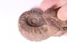 Juvenites septentrionalis lower triassic Thaynes formation Elko county, Nevada, USA