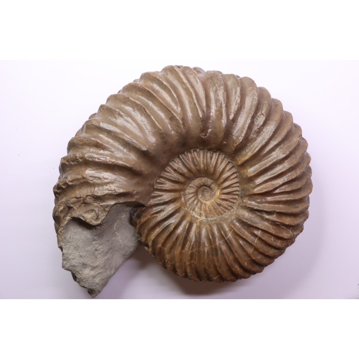 Hoplites dentatus - middle albian - courcelles quarry - Troyes - France