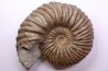 Hoplites dentatus - middle albian - courcelles quarry - Troyes - France