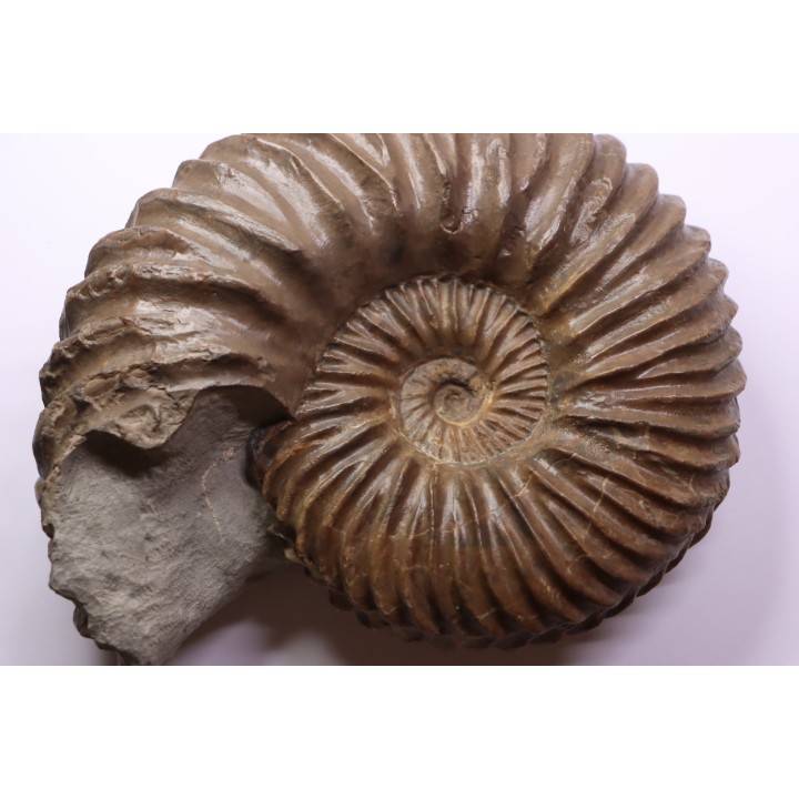 Hoplites dentatus - albien moyen - ancienne carrière Courcelles - France