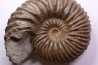 Hoplites dentatus - albien moyen - ancienne carrière Courcelles - France