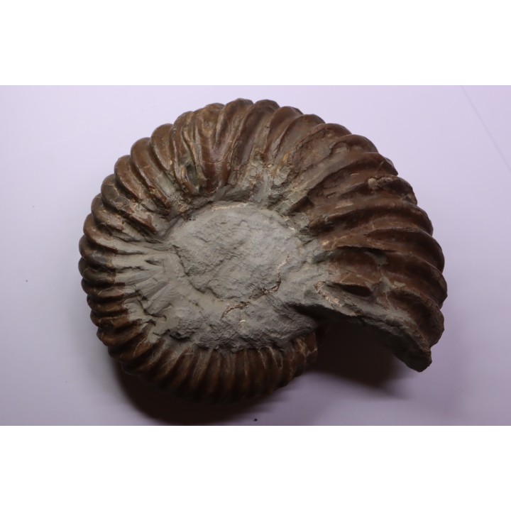 Hoplites dentatus - albien moyen - ancienne carrière Courcelles - France