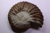 Hoplites dentatus - middle albian - courcelles quarry - Troyes - France
