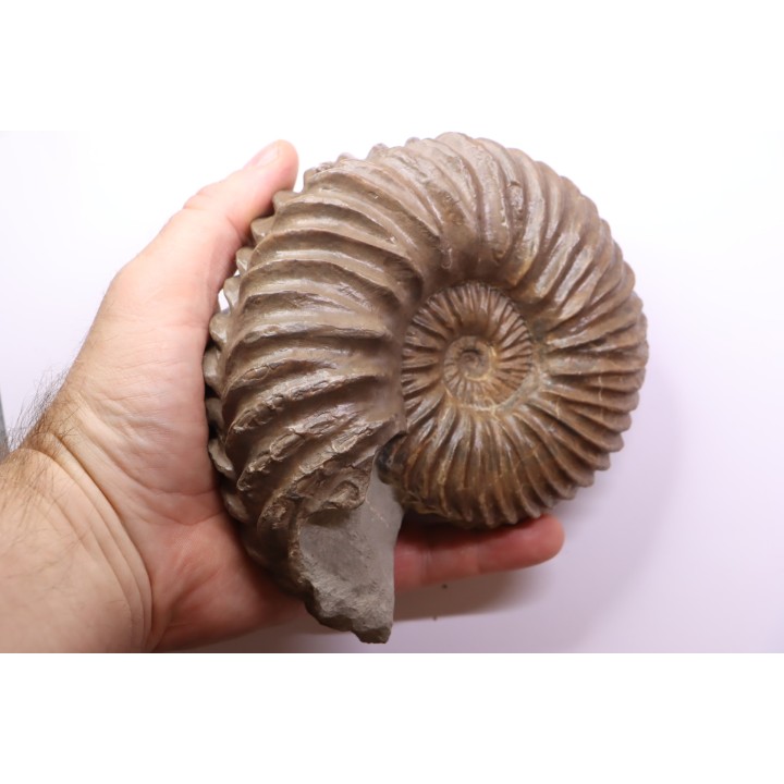 Hoplites dentatus - middle albian - courcelles quarry - Troyes - France
