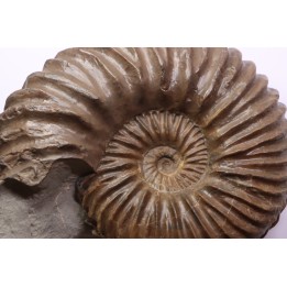 Hoplites dentatus - albien moyen - ancienne carrière Courcelles - France