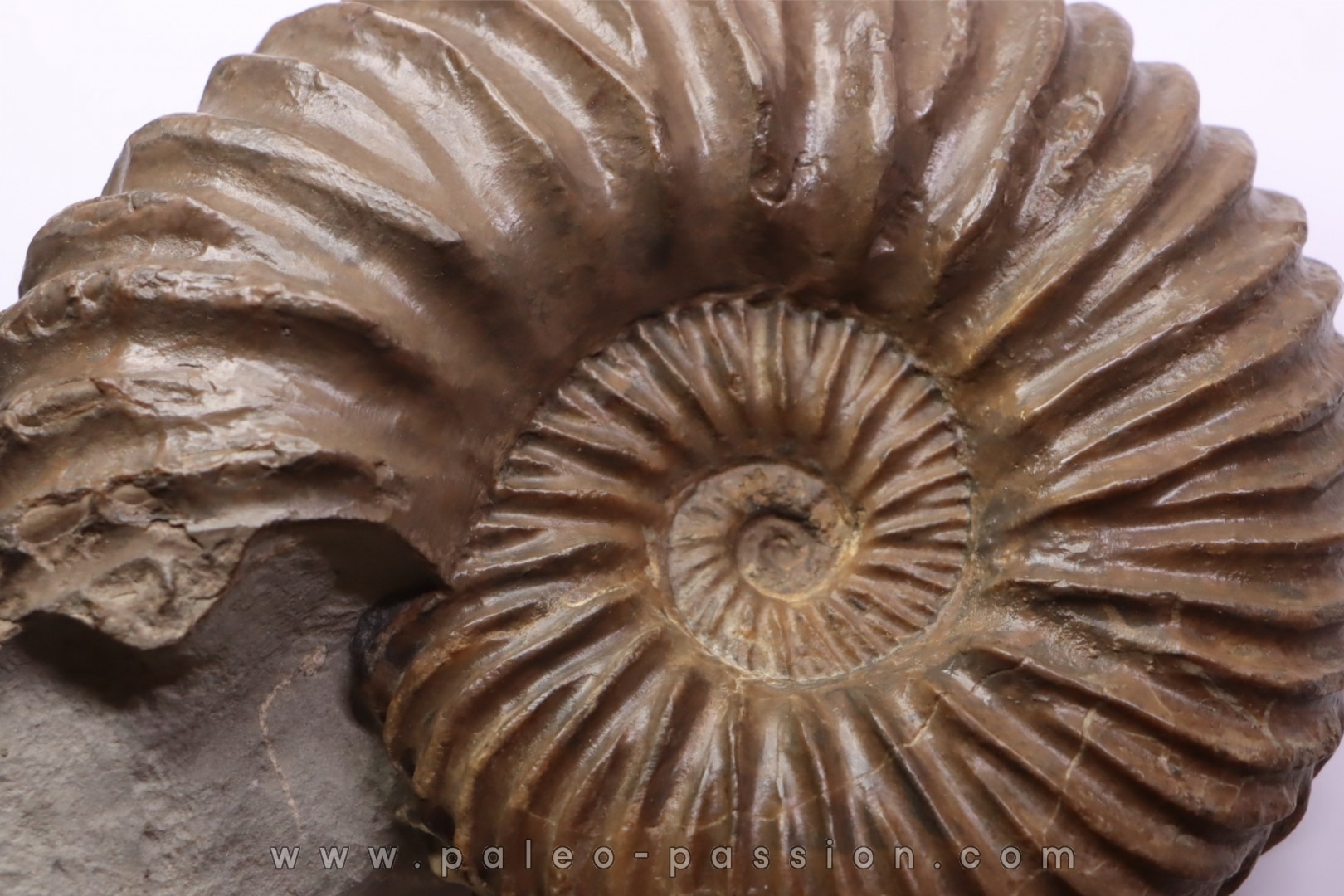 Hoplites dentatus - middle albian - courcelles quarry - Troyes - France