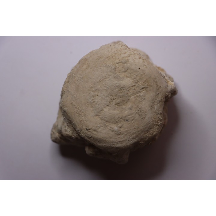 BASILOSAURUS vertebrae