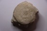 BASILOSAURUS vertebrae