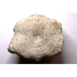 BASILOSAURUS vertebrae