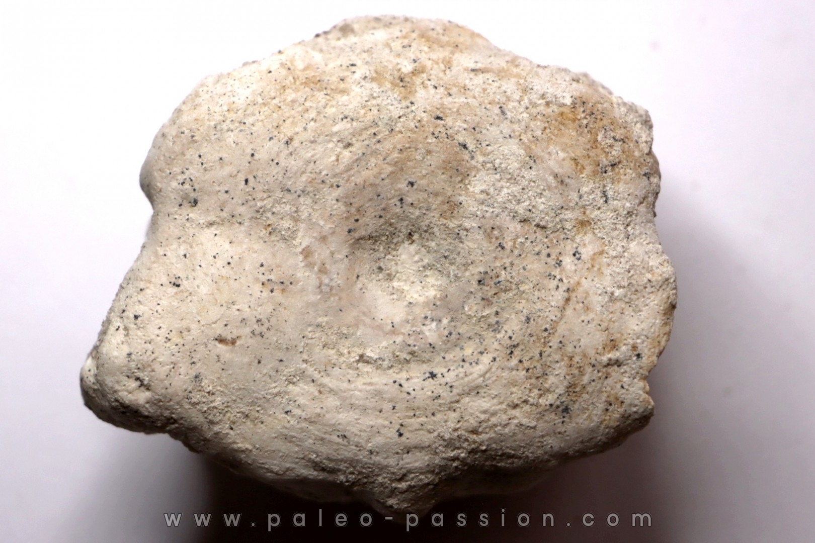 BASILOSAURUS vertebrae