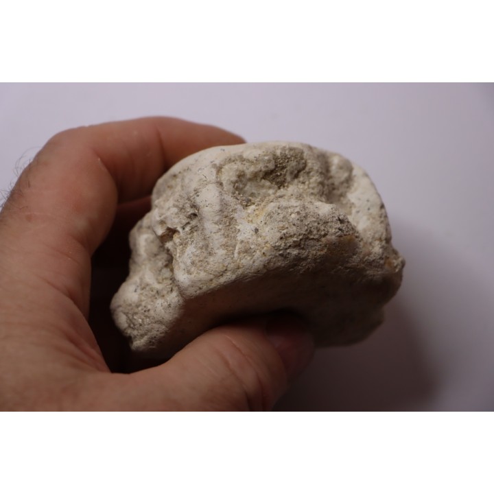 BASILOSAURUS vertebrae
