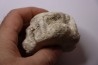 vertebre de BASILOSAURUS
