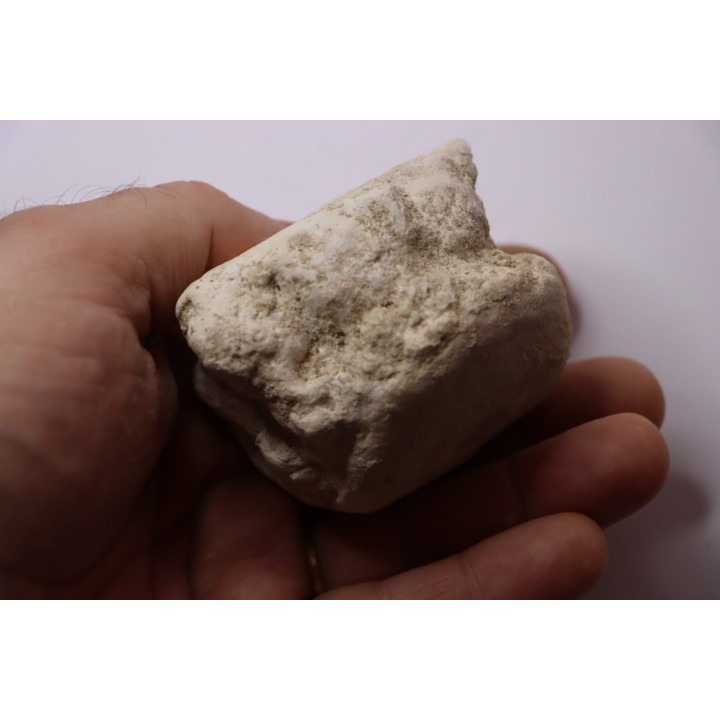 vertebre de BASILOSAURUS