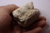 BASILOSAURUS vertebrae