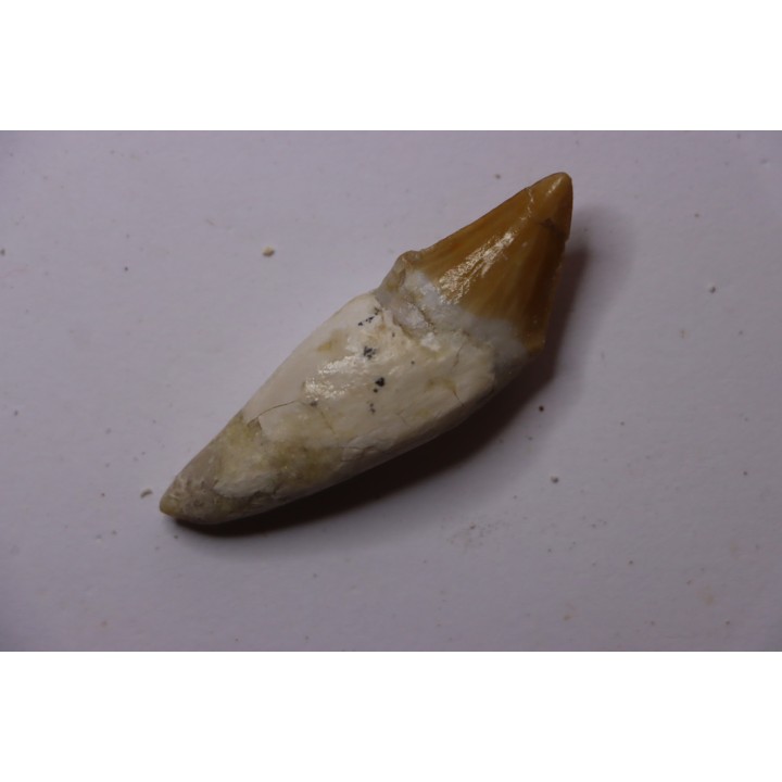 Platyosphys aithai - Barthonian  -  Gueran, western sahara