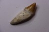 Platyosphys aithai - Barthonian  -  Gueran, western sahara