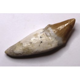 Platyosphys aithai - Barthonien - Gueran, Maroc