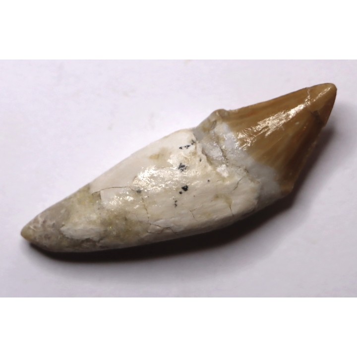 Platyosphys aithai - Barthonien - Gueran, Maroc