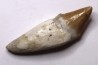 Platyosphys aithai - Barthonian  -  Gueran, western sahara