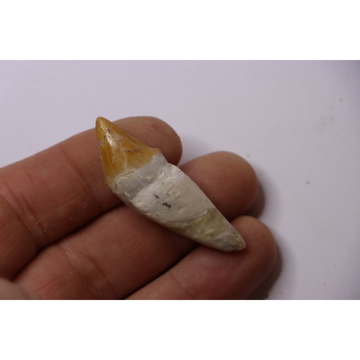Platyosphys aithai - Barthonien - Gueran, Maroc