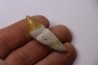 Platyosphys aithai - Barthonien - Gueran, Maroc