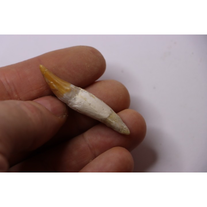 Platyosphys aithai - Barthonian  -  Gueran, western sahara