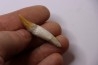 Platyosphys aithai - Barthonien - Gueran, Maroc