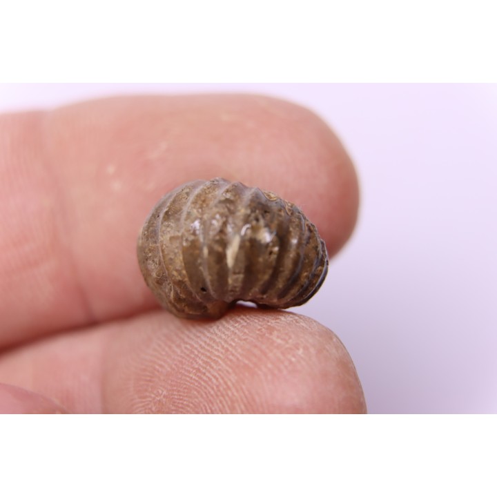 rare salaziceras salazacense - Albian  - Penzesgyor, HUNGARY