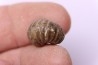 rare salaziceras salazacense - Albian  - Penzesgyor, HUNGARY